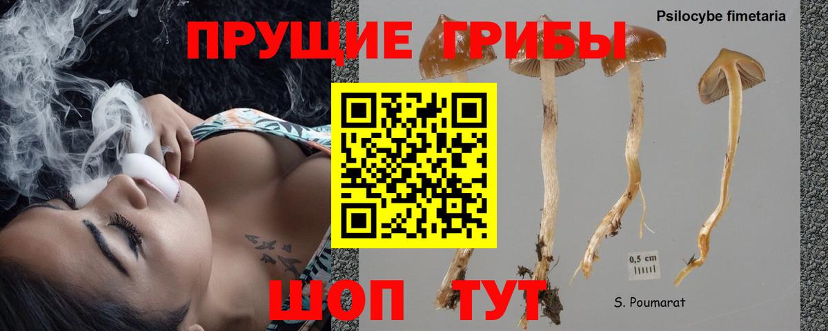 Галлюциногенные грибы Cubensis  Вход с VPN  Гусев 